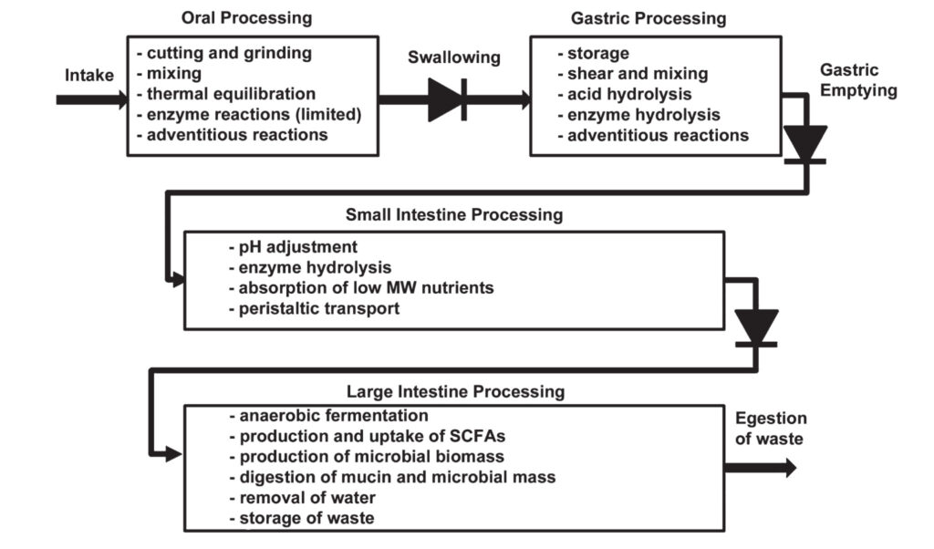 Figure 1. Four basic stages of food digestion. Sourced from Boland 2016.